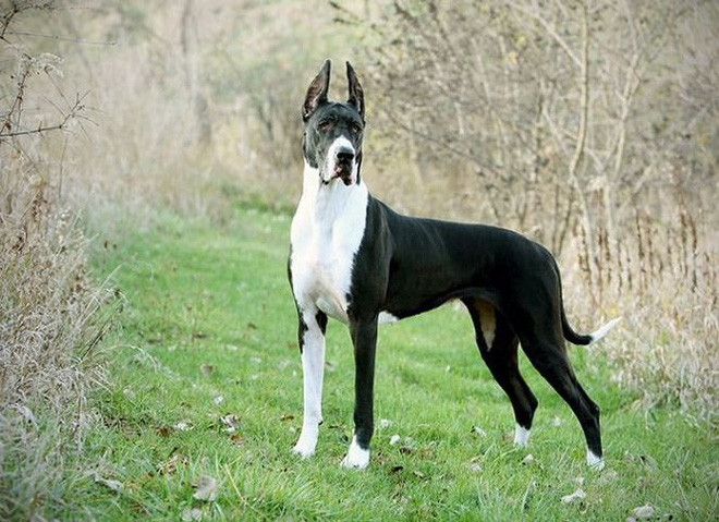 Giống chó Great Dane, gã khổng lồ với trái tim bồ câu