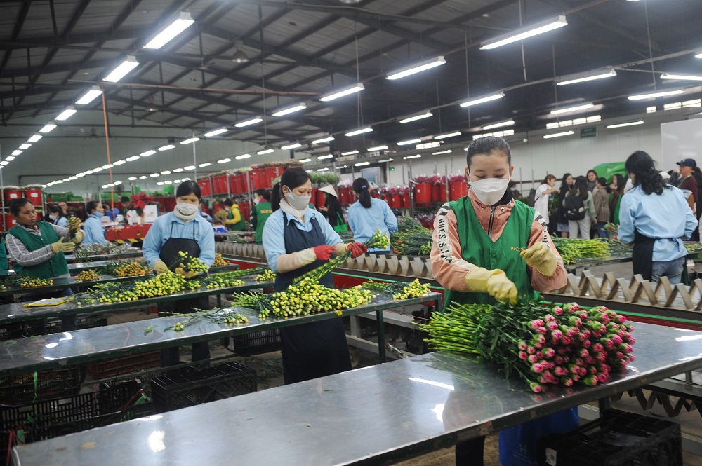 Dalat Hasfarm dự kiến tung ra thị trường gần 20 triệu cành hoa và chậu hoa các loại phục vụ tết Quý mão 2023